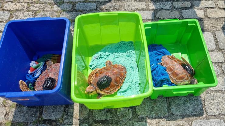 Tres tartarugas mariñas son liberadas para o regreso ao mar, despois de superaren a súa última fase de recuparación en Cemma. XUNTA / Europa Press