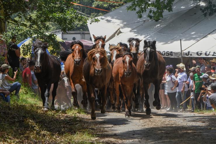Varios cabalos durante a Rapa das Bestas, a 3 de xullo de 2022, en Sabucedo / Gustavo de la Paz - Arquivo