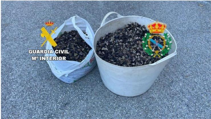 Percebes incautados en Ferrol / GARDA CIVIL