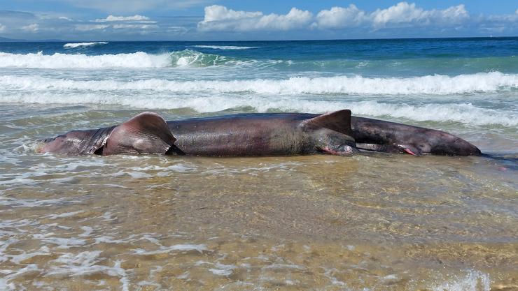 Corpo dunha quenlla peregrina de seis metros de longo aparecido na praia de Doniños, en Ferrol.. CONCELLO DE FERROL / Europa Press