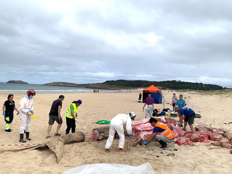 Traballos de despezamento do corpo da quenlla peregrina aparecido na praia de Doniños, en Ferrol / CONCELLO DE FERROL