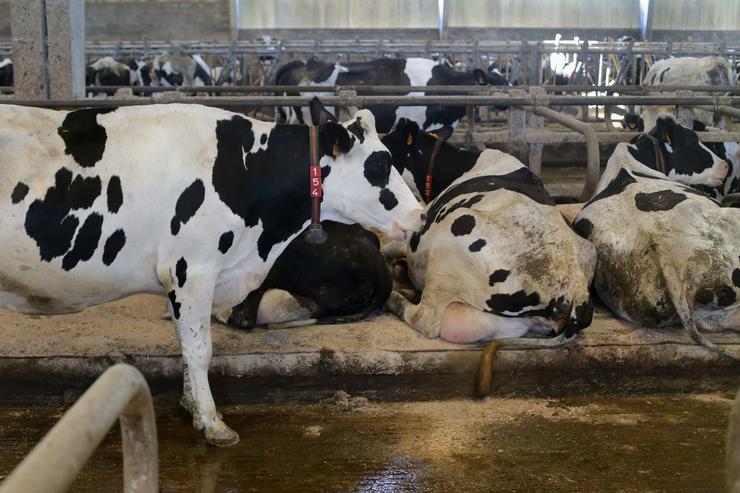 Vacas dunha gandaría de lácteo en Sabadelle, en Chantada./ Carlos Castro