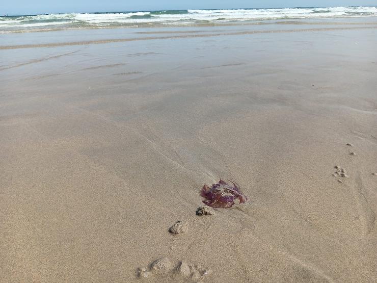 Exemplar de medusa recolleito na area da Praia de Razo, en Carballo 