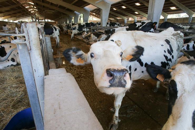 Unha vaca dunha gandaría de lácteo en Sabadelle, en Chantada / Carlos Castro - Europa Press - Arquivo