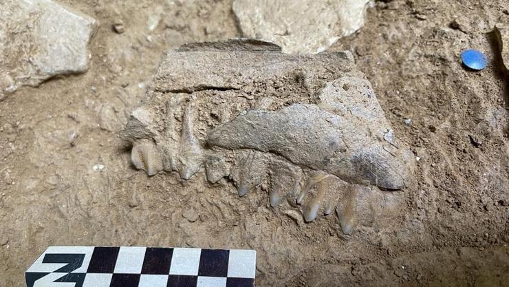 Mandíbula de cervo recuperada no nivel 4 das escavacións da Cova Eirós / USC