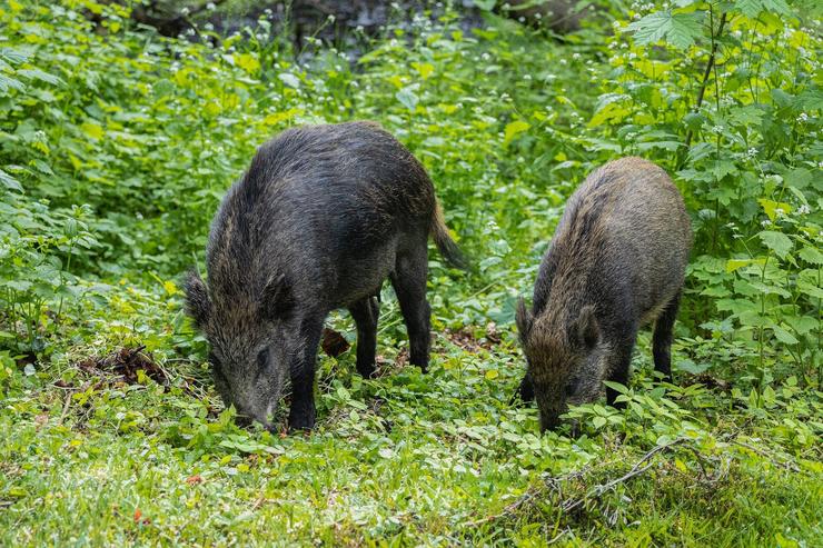 Pacma estuda medidas legais para deter a resolución que declara a emerxencia cinexética en Galicia /PACMA - Europa Press