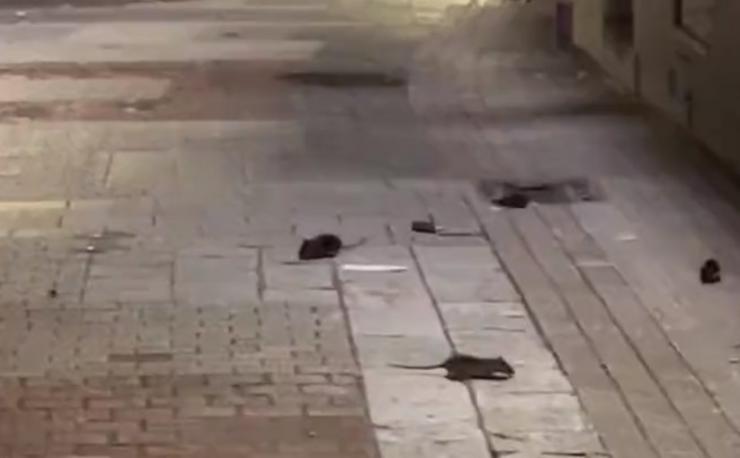 Ratas correndo polo centro da Coruña / Neira - Podemos