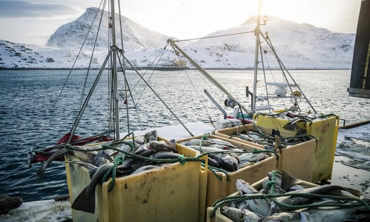 Captura de bacallau en Noruega / Arquivo