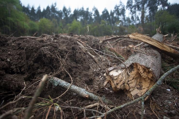 Arquivo - Talla de piñeiro nunha leira flanqueada por masas de eucalipto.. Carlos Castro - Europa Press - Arquivo 