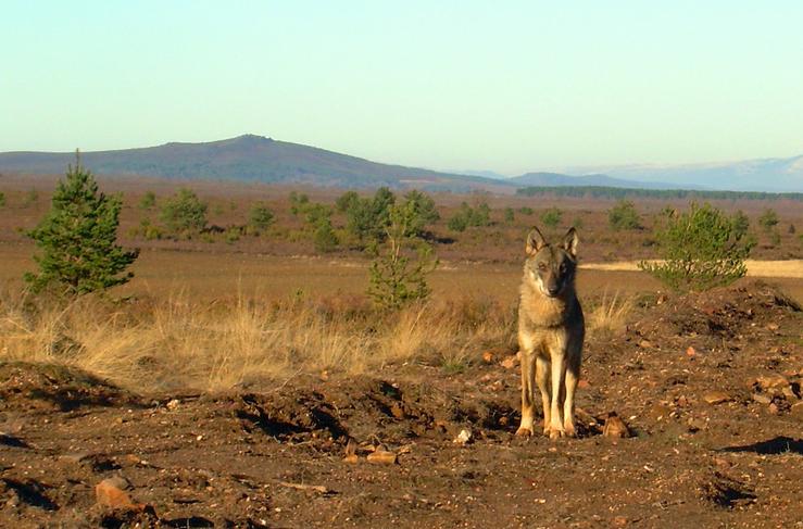 Arquivo - Unha loba, Canis lupus signatus, fotografada na Serra da Culebra.. ISABEL BARJA, CSIC - Arquivo / Europa Press
