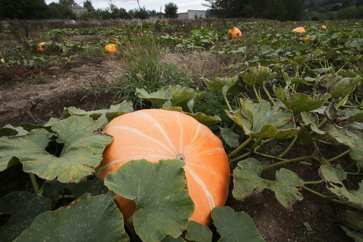 Vista dun campo de cabazas maduras, o día que dá comezo o outono 2023, a 20 de setembro de 2023, en Baleira, Lugo, Galicia (España). O outono de 2023 no hemisferio norte comeza o sábado 23 de setembro, segundo cálculos do Observatorio Astr. Carlos Castro - Europa Press / Europa Press