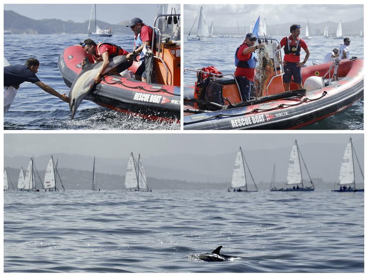 Persoal do Mundial J80 de Baiona libera a un golfiño. MONTE REAL CLUB DE IATES / Europa Press
