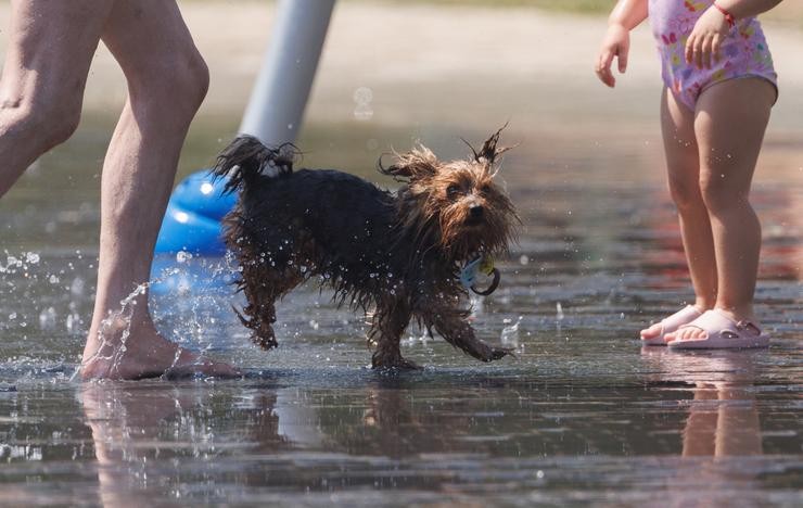 Un can xogo na auga para refrescarse / Eduardo Parra - Europa Press - Arquivo