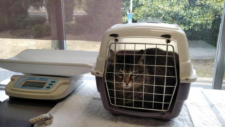 Un gato na súa gaiola, antes da súa revisión no hospital veterinario Rof Codina / USC