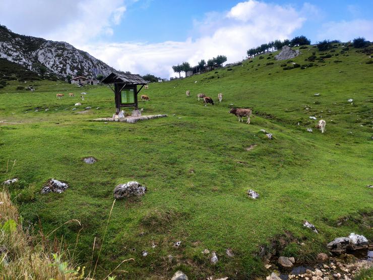 Arquivo - Vacas da raza asturiana dos vales pastando na contorna dos Lagos de Covadonga.. EUROPA PRESS - Arquivo / Europa Press