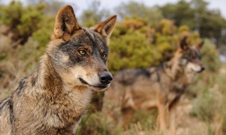 Conservación e xestión do lobo (Canis lupus) 