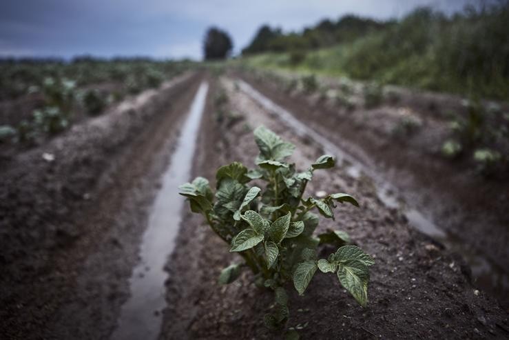 Arquivo - Vexetación de plantacións de colleitas de pataca, a 6 de xuño de 2023, na Limia, Ourense, Galicia (España). As comarcas de Monterrei, O Ribeiro e A Limia son as máis afectadas a sarabia e a choiva. As fortes treboadas que se han regi. Agostime - Europa Press - Arquivo / Europa Press