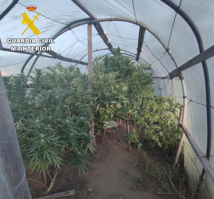 A Garda Civil desmantela unha plantación de marihuana en Cedeira (A Coruña). GARDA CIVIL / Europa Press