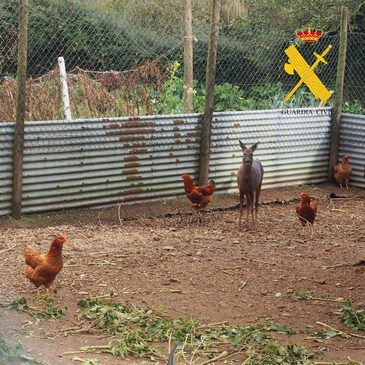 A Garda Civil rescata un corzo que se atopaba oculto, nun recinto en catividade, nunha explotación agrogandeira de Castroverde / GARDA CIVIL