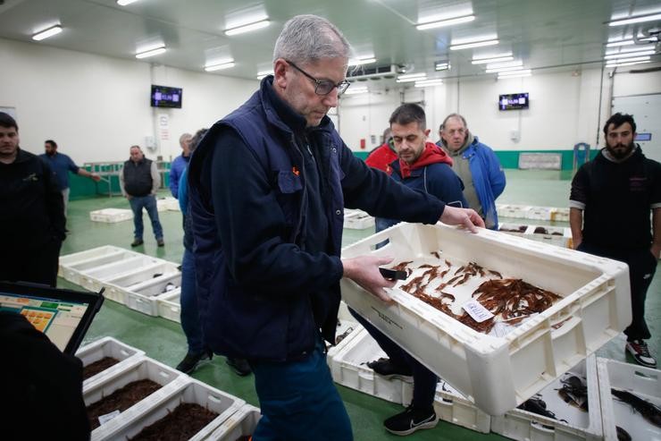 Venda de gamba na lonxa de Burela /  Carlos Castro - Europa Press 