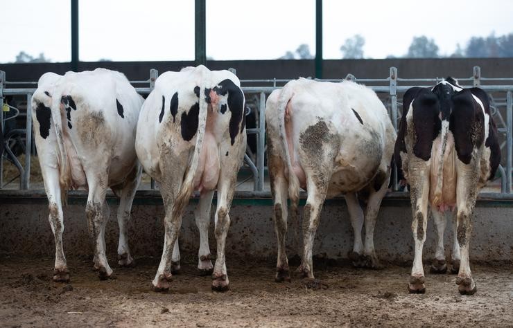 Varias vacas leiteiras, da raza bovina frisoa, comen penso e cereais, nas instalacións dunha granxa 