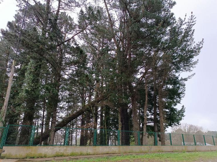 Árbore caída debido ao forte temporal, no recinto da Universidade Laboral de Culleredo / CONCELLO DE CULLEREDO