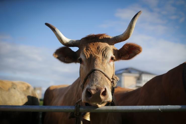 nha vaca durante a terceira edición da Feira en Defensa do Gando de Montaña, a 13 de maio de 2023, en Cervantes, 