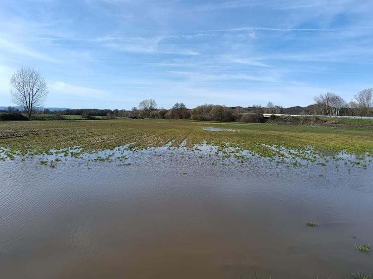 Parcelas de cultivo de cereal na Limia encharcadas polas choivas. UNIÓNS AGRARIAS 