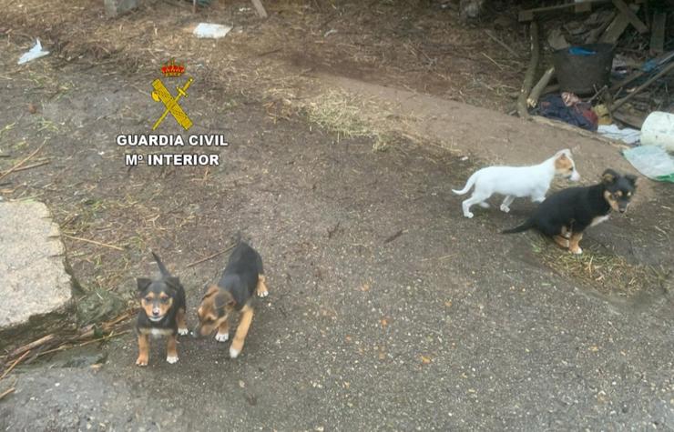 Investigan a un veciño de Tui que abandonou cachorros nunha estrada e tiña cans en casa en malas condicións / GARDA CIVIL