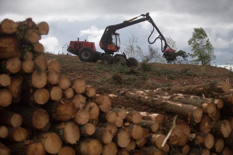 Un tractor realiza traballos nunha leira onde cortou centos de piñeiros en Vilacampa, Ferreira do Valadouro, a 22 de abril de 2021, en Lugo 