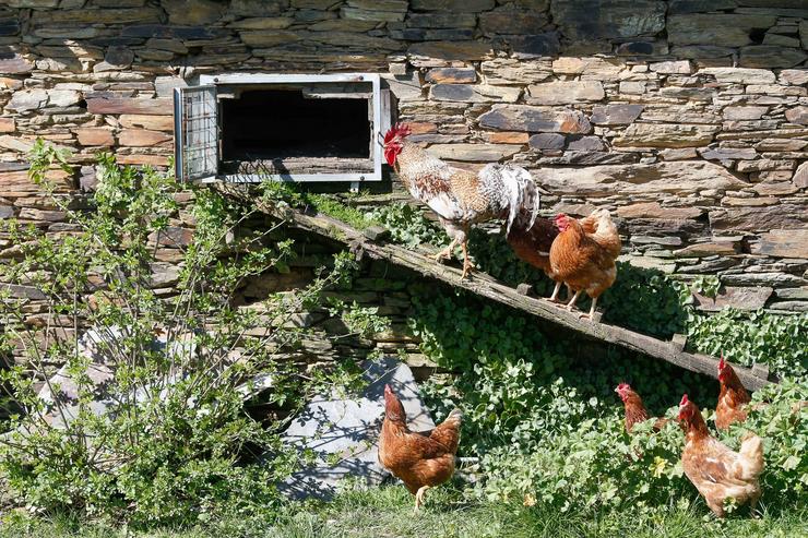 Varias galiñas e un galo nun curral, a 6 de marzo de 2024, en Bóveda / Carlos Castro - Arquivo