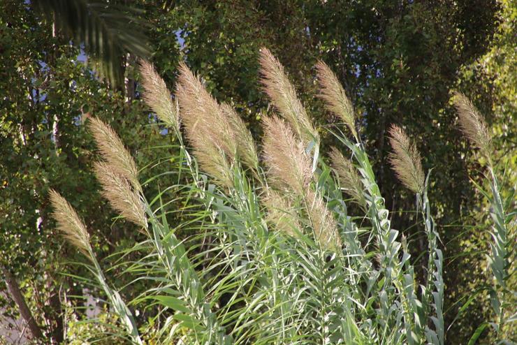 Arundo donax en flor 