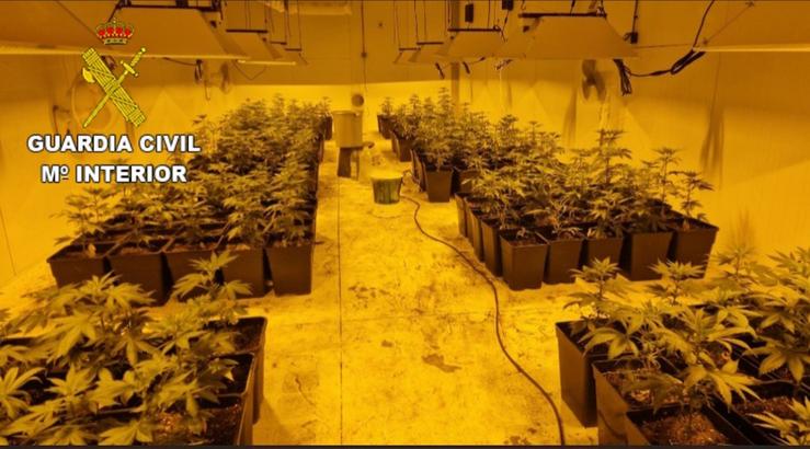 Plantación de marihuana incautada en Amoeiro. GARDA CIVIL / Europa Press