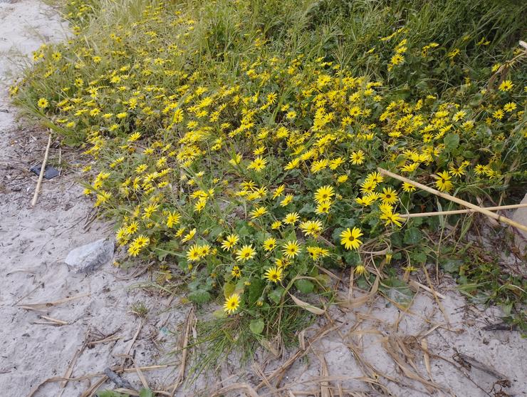 Margarida africana espallada pola praia de Patos, en Nigrán 
