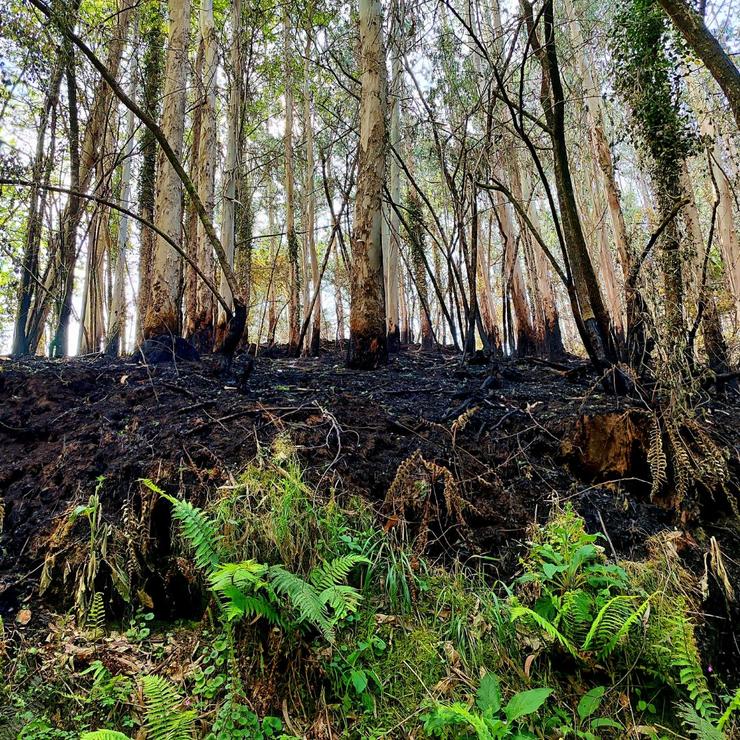 O monte de Rois case tres semanas despois do incendio forestal que arrasou 130 hectáreas 