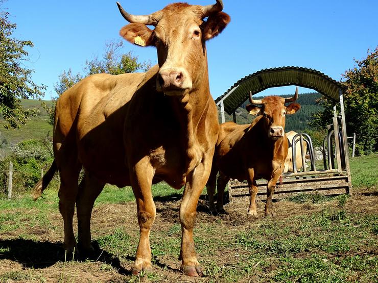 A raza Rubia Galega / ACRUGA - Arquivo