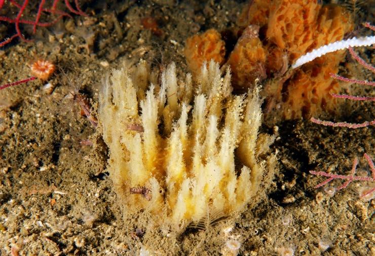 A Biemna begonae, unha nova esponxa mariña atopada nas augas da ría da Arousa 