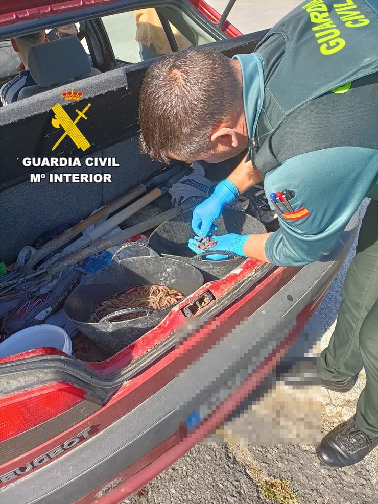 Lombrigas de mar incautadas / GARDA CIVIL