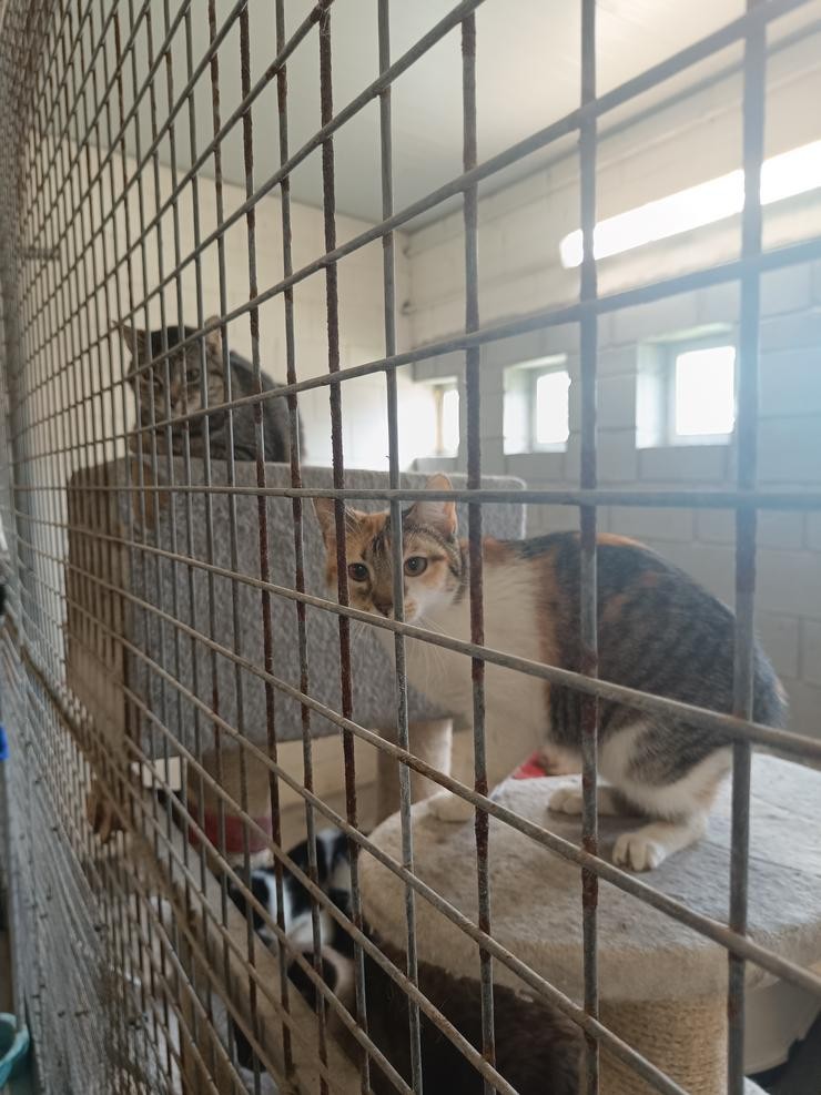 Gatos no Refuxio de Bando / Elena González - Galicia Confidencial