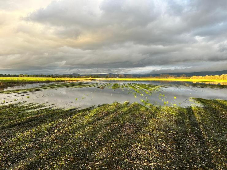 Imaxe dun campo de cultivo na área dá Lagoa Antela, na comarca dá Limia, tras as fortes treboadas rexistradas na zona a finais de xuño que afectaron as colleitas.. ADEGAL / Europa Press