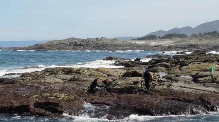 Descenso da semente do mexillón en Galicia / OPMEGA - Arquivo