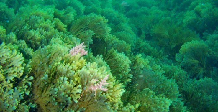 Investigadores galegos detectan a presenza dunha alga invasora nas rías da Coruña e de Vigo / UDC 