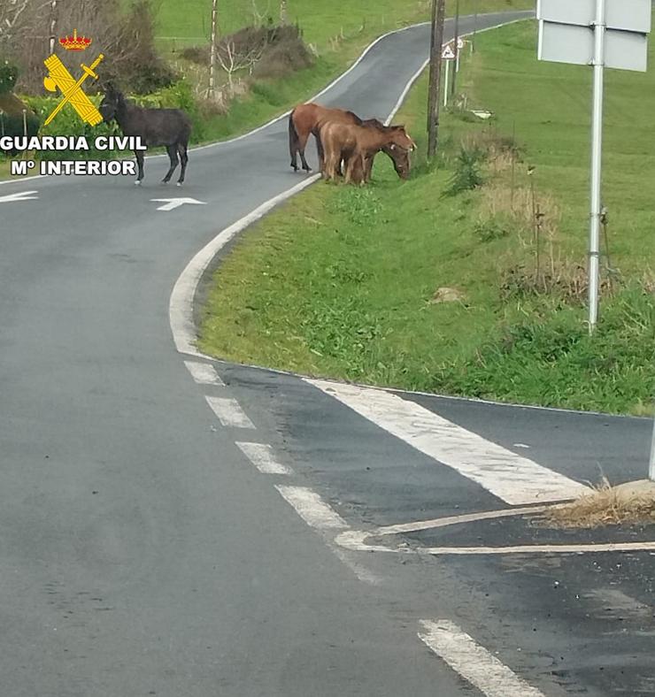 Animais propiedade dun dos investigados / GARDA CIVIL