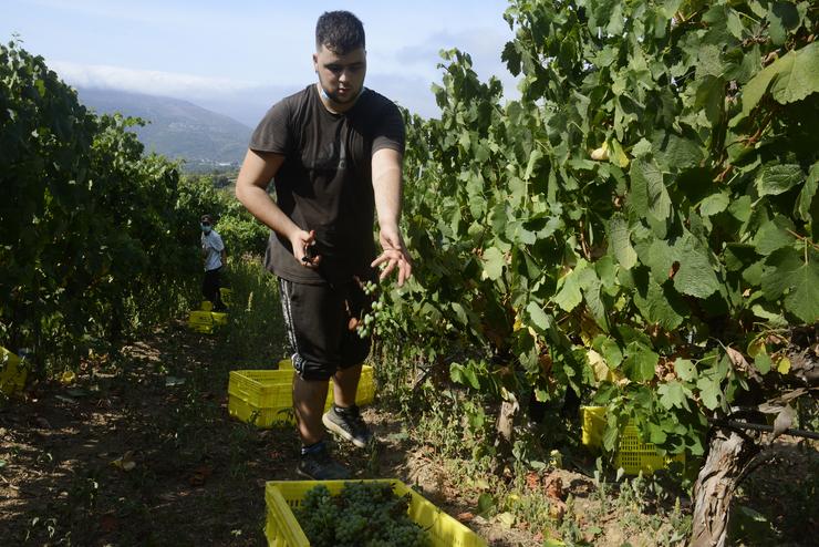 Arquivo - Viñedos. Rosa Veiga - Europa Press - Arquivo / Europa Press
