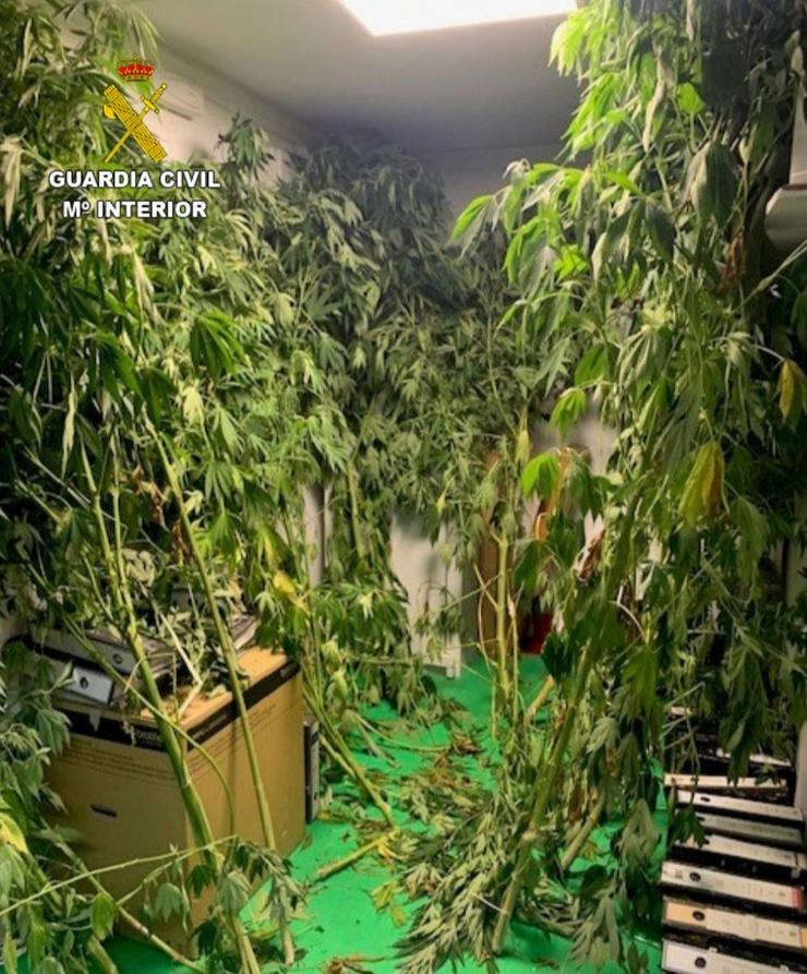 Plantas de marihuana interceptadas pola Garda Civil a un veciño de Moaña (Pontevedra).. GARDA CIVIL / Europa Press