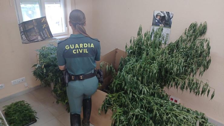 Plantación de marihuana nunha vivenda de Monterrei (Ourense).. GARDA CIVIL / Europa Press