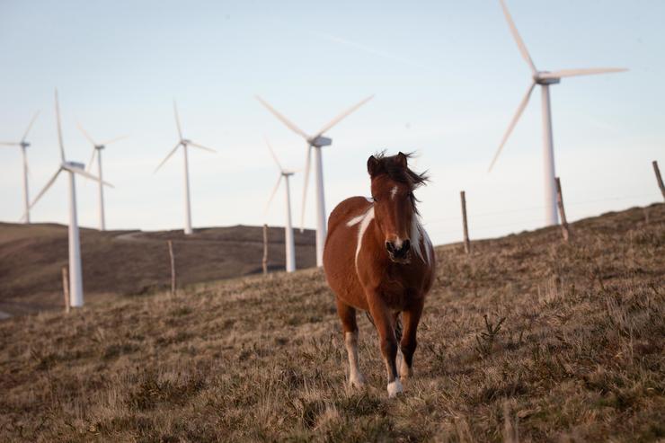 Un cabalo pasea no parque eólico de Vilachá, a 15 de marzo de 2024, en Lugo / Carlos Castro - Arquivo