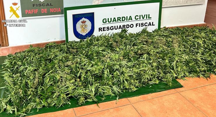 Plantas de cánnabis incautadas en Noia (A Coruña).. GARDA CIVIL / Europa Press