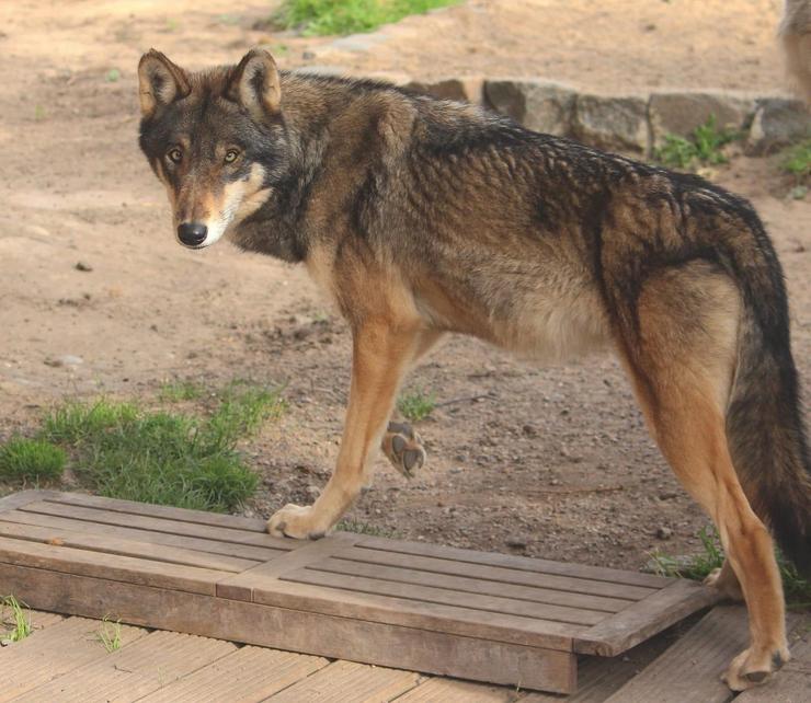 Arquivo - Lobo traído desde Alemaña.. ZOO EL BOSQUE - Arquivo / Europa Press