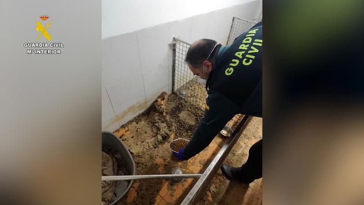 Criadeiro ilegal de animais en Ordes 